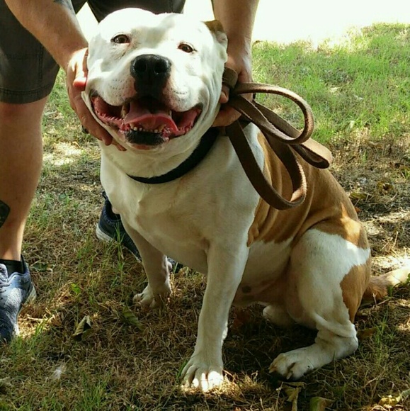 Meet your Posher, Sarge - Picture 1 of 1